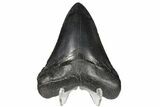 4.56" Fossil Megalodon Tooth - South Carolina - #131886-1